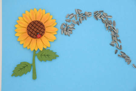 sunflower seeds and pannolence sunflower on coloured paper backgroundの写真素材
