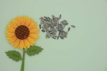 sunflower seeds and pannolence sunflower on coloured paper backgroundの写真素材