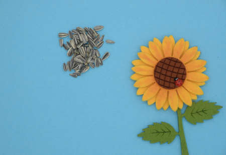 sunflower seeds and pannolence sunflower on coloured paper backgroundの写真素材