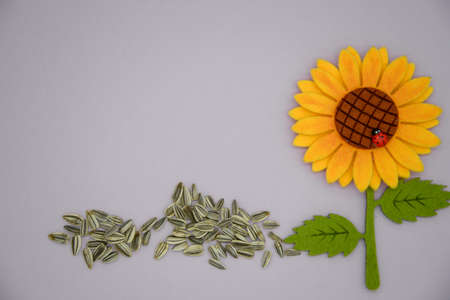 sunflower seeds and pannolence sunflower on coloured paper backgroundの写真素材