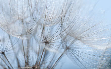 dandelion seed close up background ,spring time