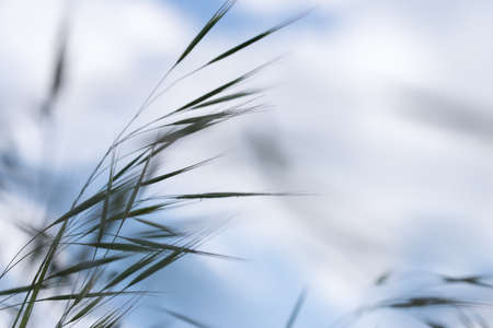 group of spikes of grass on natural backgroundの写真素材