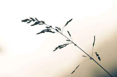 group of spikes of grass on natural backgroundの写真素材