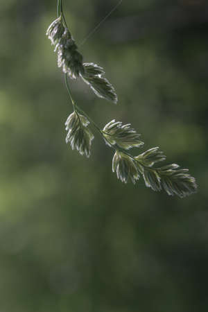 group of spikes of grass on natural background