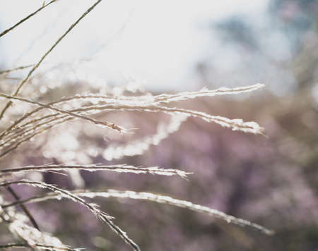 Ears of grass in the open air on brigth backgroundの写真素材