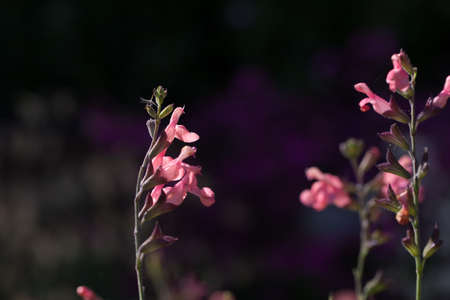 Salvia officinalis pink flowers on dark soft bokeh backgroundの写真素材