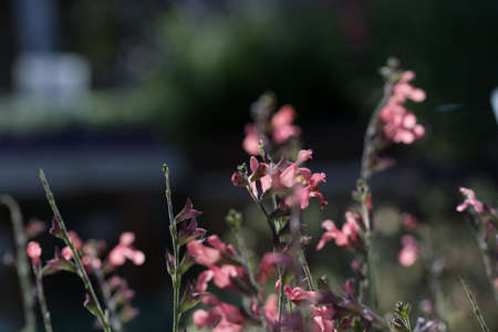 Salvia officinalis pink flowers on dark soft bokeh backgroundの写真素材