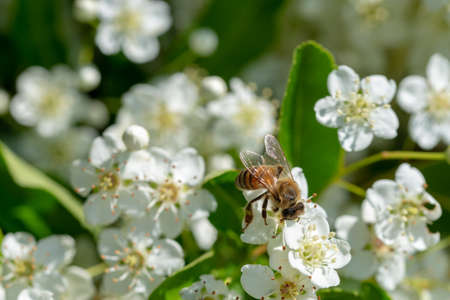 honey bee collects pollen from white pyracantha flowers