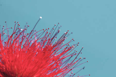 close-up of crimson blossom of flower of Metrosideros excelsa, also called New Zealand Christmas Treeの写真素材