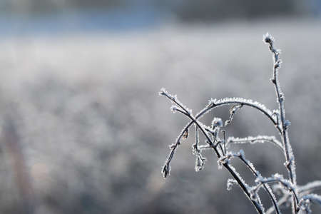 Close-up of dried herbs plants weeds covered with frost in a cold winterの写真素材