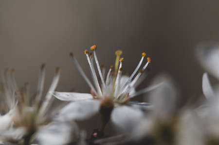 blooming of white beautiful plum flowers on natural backgroundの写真素材