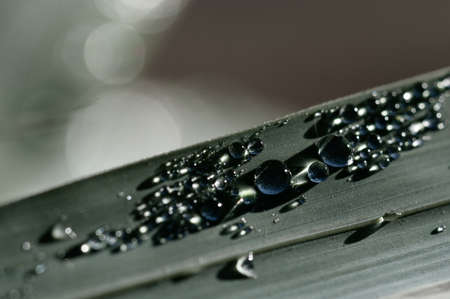 Fresh grass with dew drops close up on blurred backgroundの写真素材