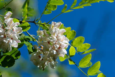 beautifulacacia flower springtime blossonon blue sky backgroundの写真素材