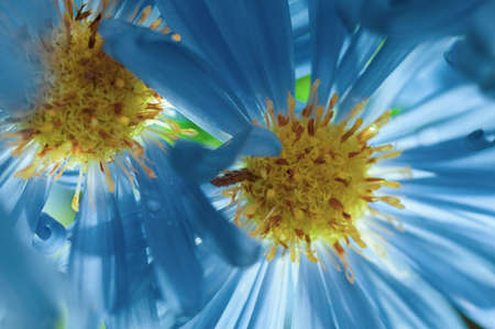 beautiful background of pastel color, autumn aster flowersの写真素材