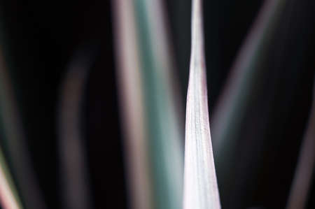 abstract background with bright lines with black backgroundの写真素材