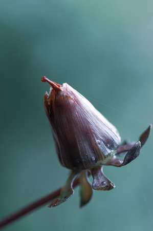 close up of beautiful dahlia flower on natural backgroundの写真素材