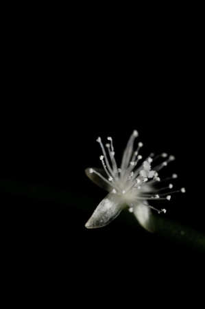 Young sprout of small white flower isolated on black backgroundの写真素材