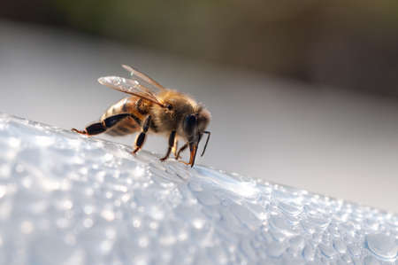 Honey bee, apis mellifera drinks water on white surfaceの写真素材