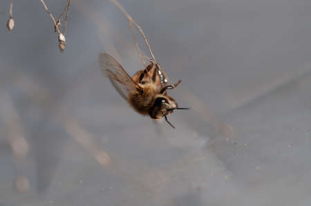 honey bee ,apis melliferadancing on a string of dry grassの写真素材