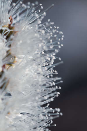 Close up of white banksia flower, Sydey Australia on natural backgroundの写真素材