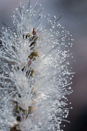 Close up of white banksia flower, Sydey Australia on natural backgroundの写真素材