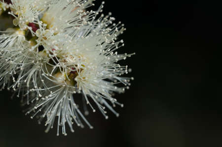 Close up of white banksia flower, Sydey Australia on natural backgroundの写真素材