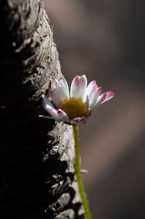 close up of a marguerite,Bellis perennis, on natural blurred backgroundの写真素材