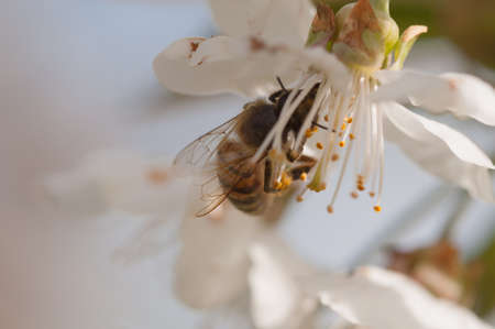 Honey Bee, apis mellifera pollinating a white cherry flower on natural background, springtimeの写真素材