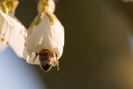 Honey Bee, apis mellifera pollinating a white cherry flower on natural background, springtimeの写真素材