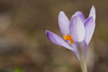 Close up of saffron flowers in a field on natural backgroundの写真素材