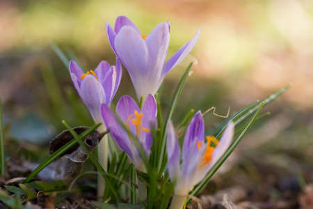 Close up of saffron flowers in a field on natural backgroundの写真素材