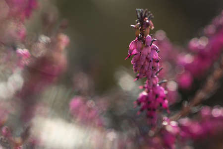 Close-up of heathers flower, Calluna Vulgaris on natural blurredbackgroundの写真素材