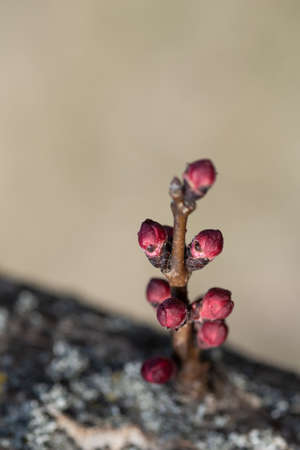 Buds of flowers on a branch in the spring, Apricot tree.の写真素材
