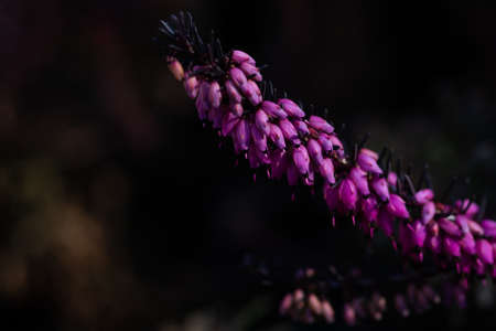 Close-up of heathers flower, Calluna Vulgaris on natural blurredbackgroundの写真素材