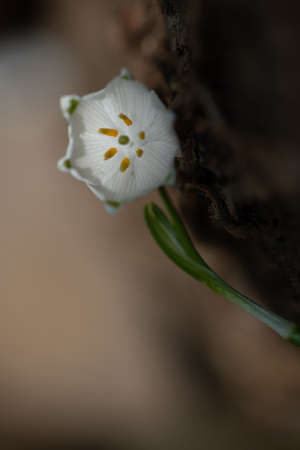 Close up of beautiful blooming of White snowflake flowers,Springtimeの写真素材