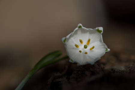 Close up of beautiful blooming of White snowflake flowers,Springtimeの写真素材