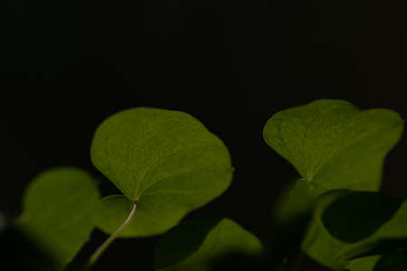 hearth shaped green leaves on black backgroundの写真素材