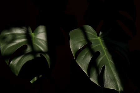 tropical green leaves close up on black backgroundの写真素材