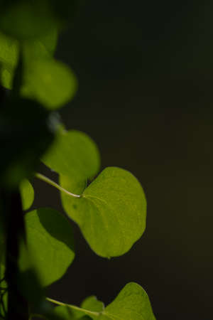 hearth shaped green leaves on black backgroundの写真素材