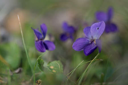 violet viola odorata close up with field backgrounの写真素材