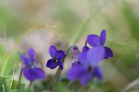 violet viola odorata close up with field backgrounの写真素材