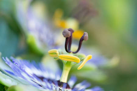 passionflower close up on natural background