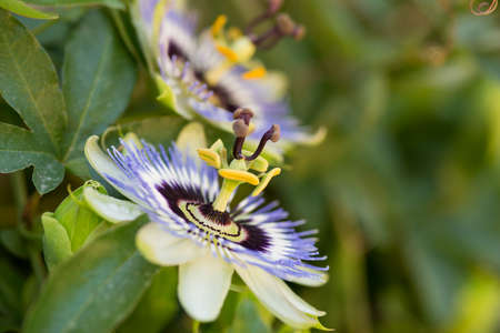 passionflower close up on natural backgroundの写真素材