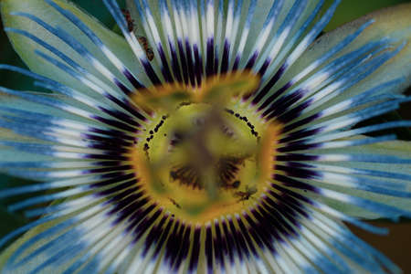 background of passionflower close upの写真素材