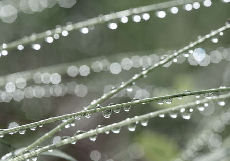 Grass with rain drops. Watering lawn. Rain. Blurred Grass Background With Water Drops closeup. Environment concept.の写真素材