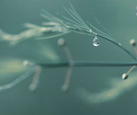 Grass with rain drops. Watering lawn. Rain. Blurred Grass Background With Water Drops closeup. Environment concept.の写真素材