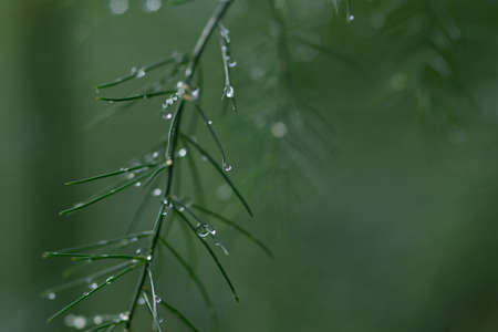 Grass with rain drops. Watering lawn. Rain. Blurred Grass Background With Water Drops closeup. Environment concept.の写真素材