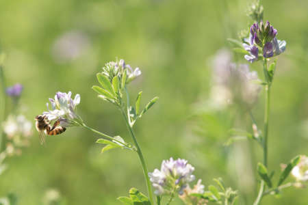 Close-up of honey bee pollinates alfalfa flower on natural backgroundの写真素材