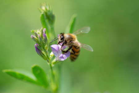 Close-up of honey bee pollinates alfalfa flower on natural backgroundの写真素材