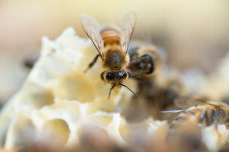 Close up view of honey bees,apis mellifera, working at honeycombの写真素材